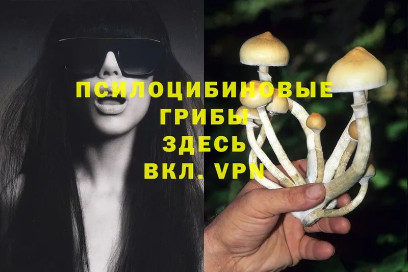 Псилоцибиновые грибы Cubensis  Невинномысск 